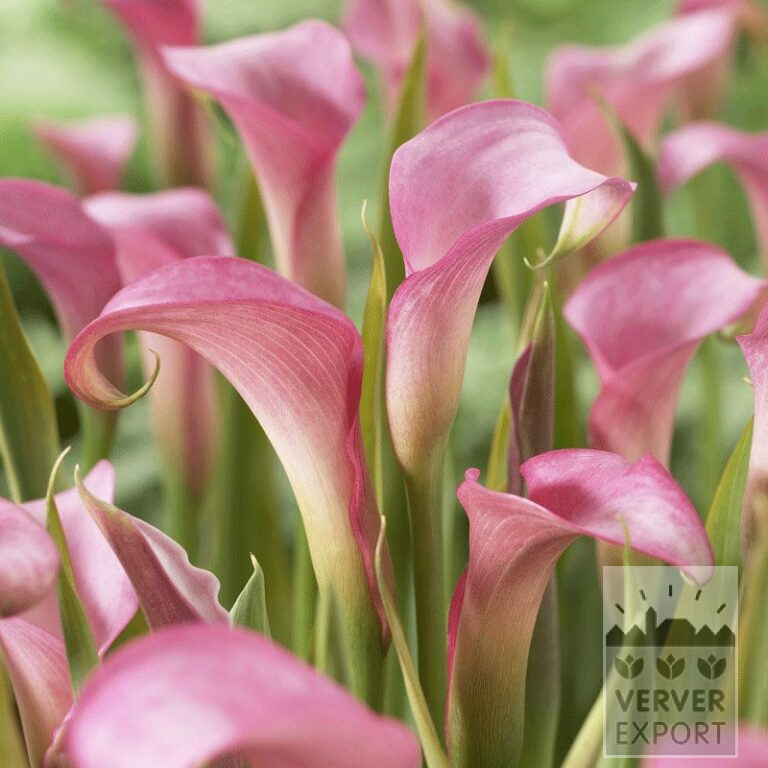 Zantedeschia Pré-Cultivés Supri-Rose (29187)