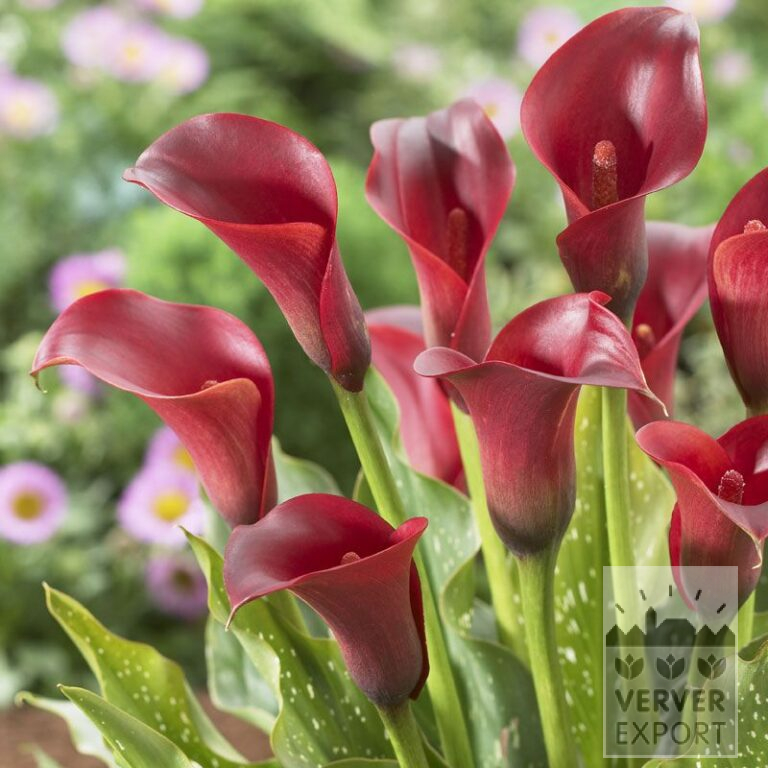 Zantedeschia Pré-Cultivés Supri-Rouge (29188)