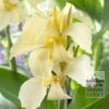 Canna Pré-Cultivés 'Gran Canaria' (29193)