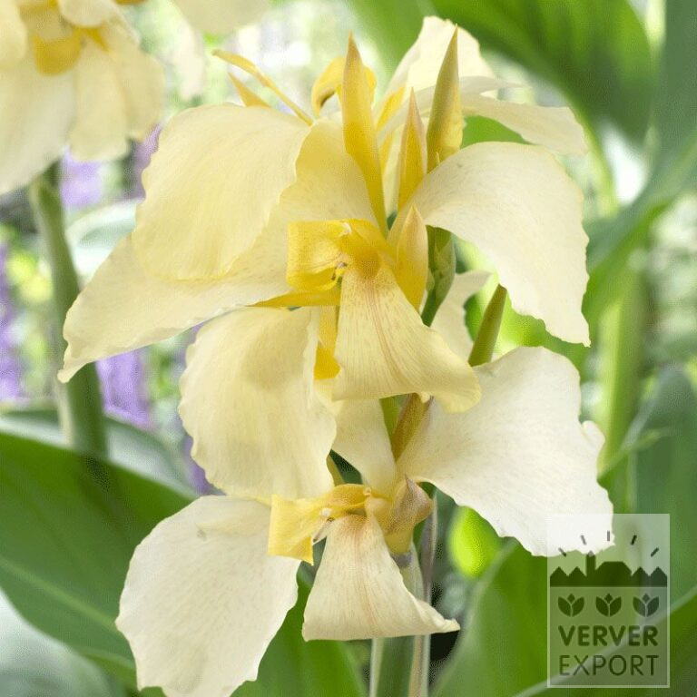 Canna Pré-Cultivés 'Gran Canaria' (29193)