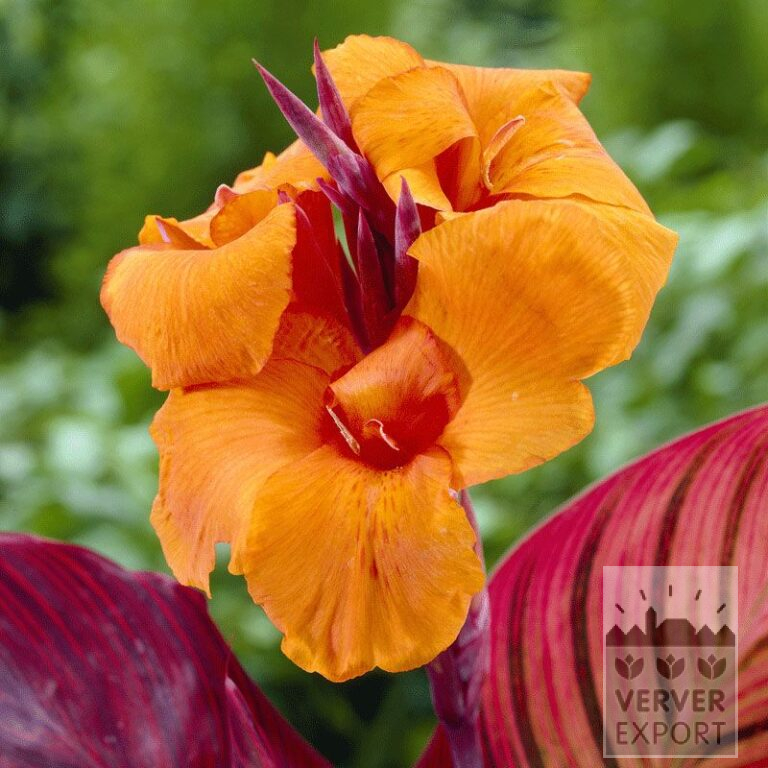 Canna Pré-Cultivés 'Durban' (29201)