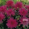 Dahlia Pré-Cultivés 'Blue Record' (29205)
