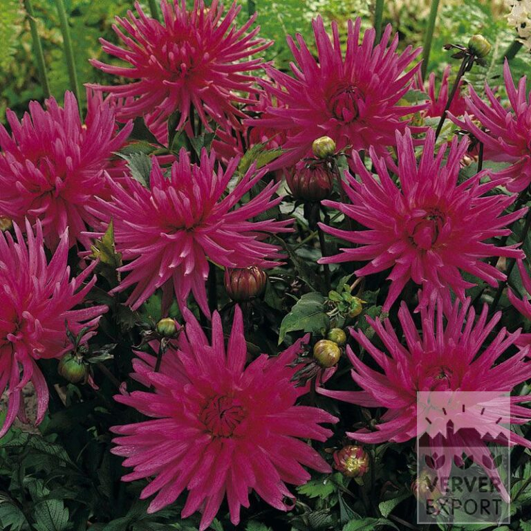 Dahlia Pré-Cultivés 'Blue Record' (29205)