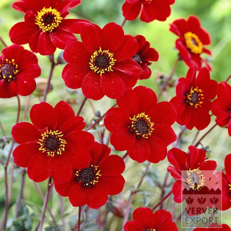 Dahlia Pré-Cultivés 'Bishop of Auckland' (29217)