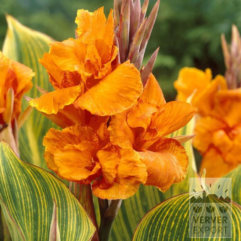 Canna Pré-Cultivés 'Bengal Tiger' (29220)