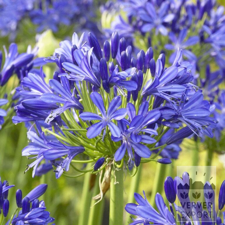 Agapanthus Pré-Cultivés Bleu (29227)