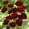 Cosmos Pré-Cultivés atrosanguineus (29228)