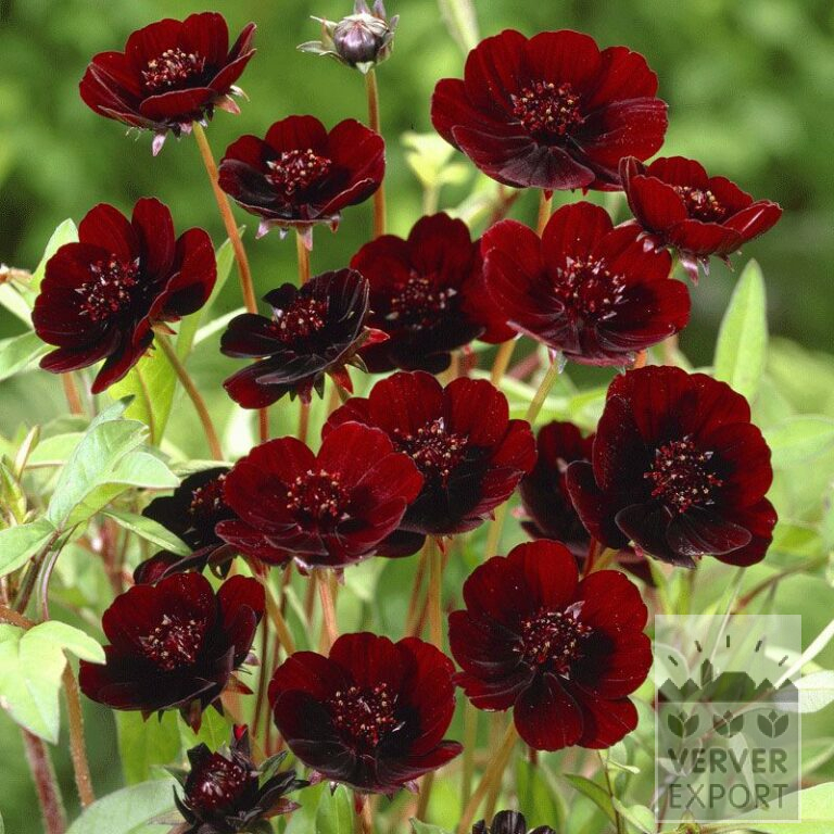 Cosmos Pré-Cultivés atrosanguineus (29228)