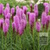 Liatris Pré-Cultivés spicata rose (29231)