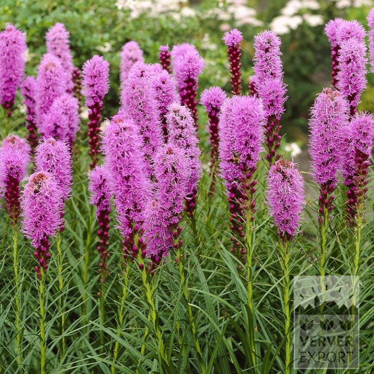 Liatris Pré-Cultivés spicata rose (29231)