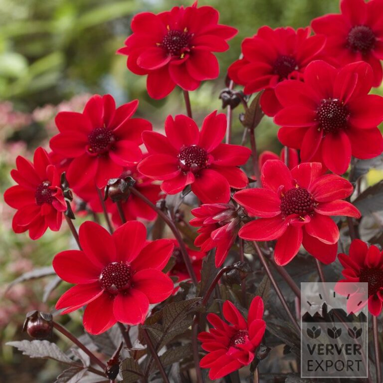 Dahlia Pré-Cultivés 'Pulp Fiction' (29234)