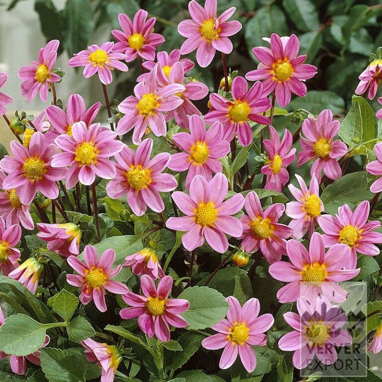 Dahlia Pré-Cultivés 'Bonne Esperance' (29237)