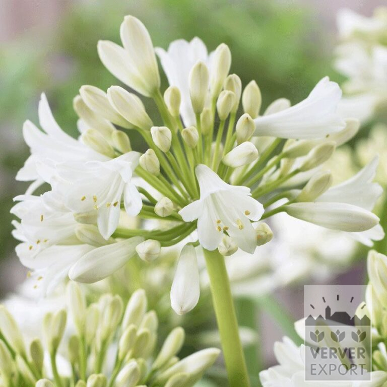 Agapanthus Pré-Cultivés Blanc (29242)