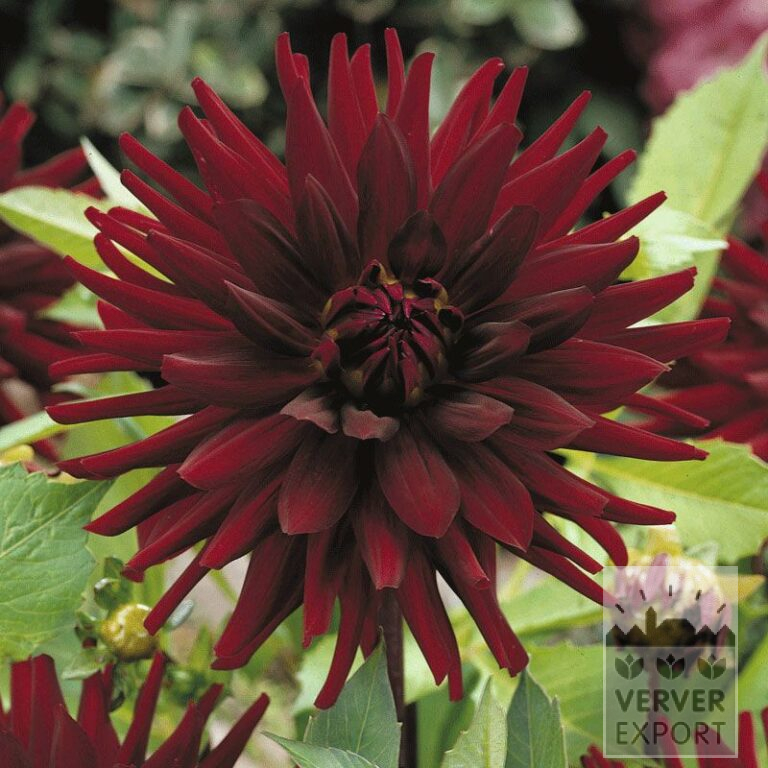 Dahlia Pré-Cultivés 'Chat Noir' (29243)