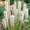 Liatris Pré-Cultivés spicata 'Floristan Alba' (29260)