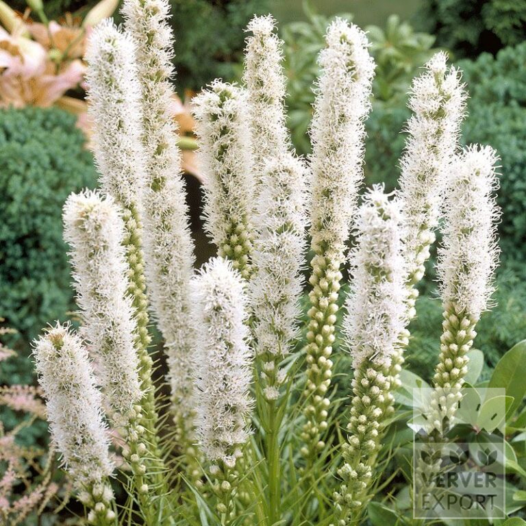 Liatris Pré-Cultivés spicata 'Floristan Alba' (29260)