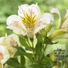 Alstroemeria Pré-Cultivés Blanc (29261)
