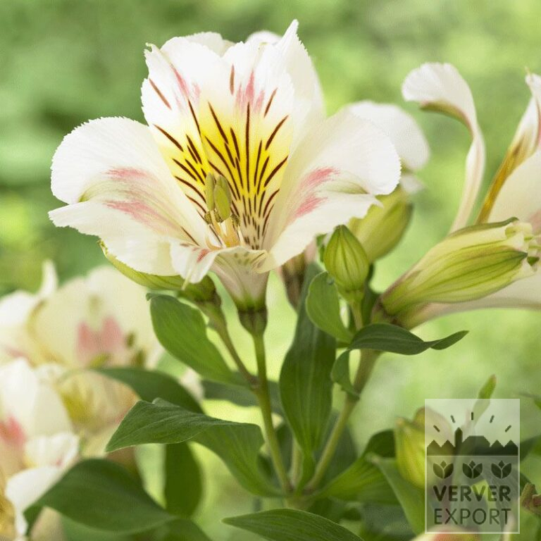 Alstroemeria Pré-Cultivés Blanc (29261)
