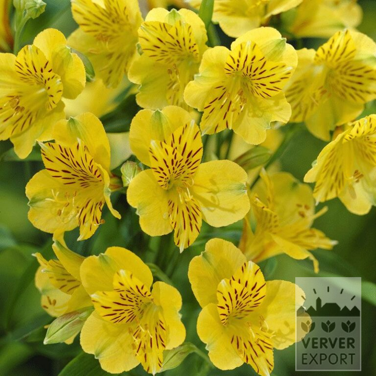 Alstroemeria Pré-Cultivés Jaune (29262)