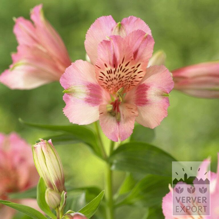 Alstroemeria Pré-Cultivés Rose (29263)