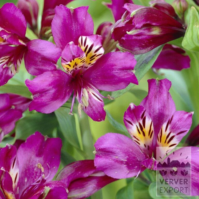 Alstroemeria Pré-Cultivés Violet (29264)