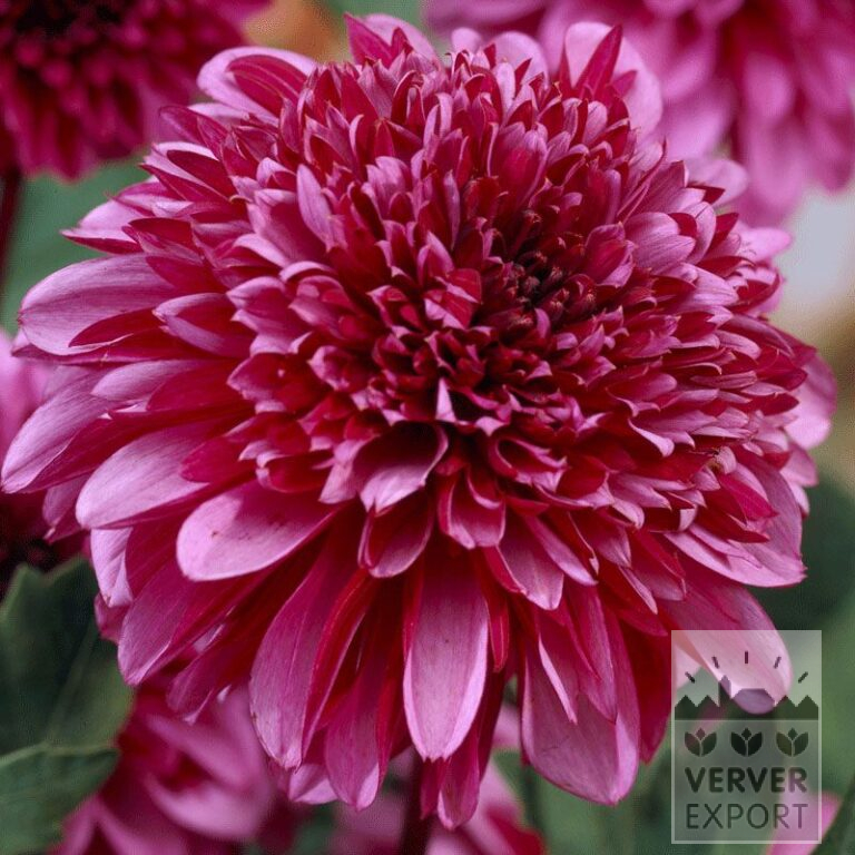 Dahlia Pré-Cultivés 'Mambo' (29267)