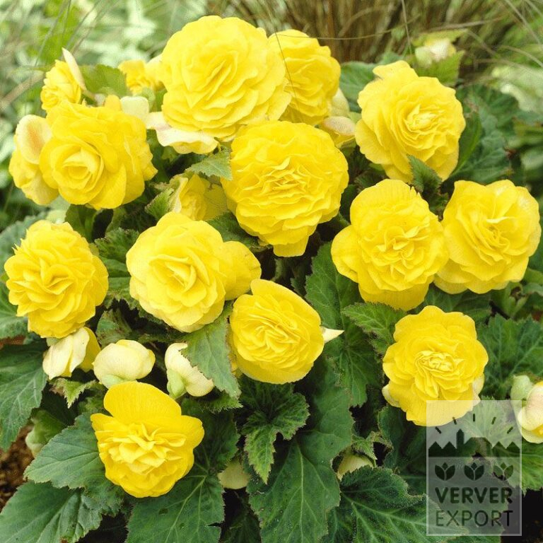 Bégonia Pré-Cultivés Non Stop Jaune (29271)