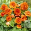 Bégonia Pré-Cultivés Non Stop Orange (29272)