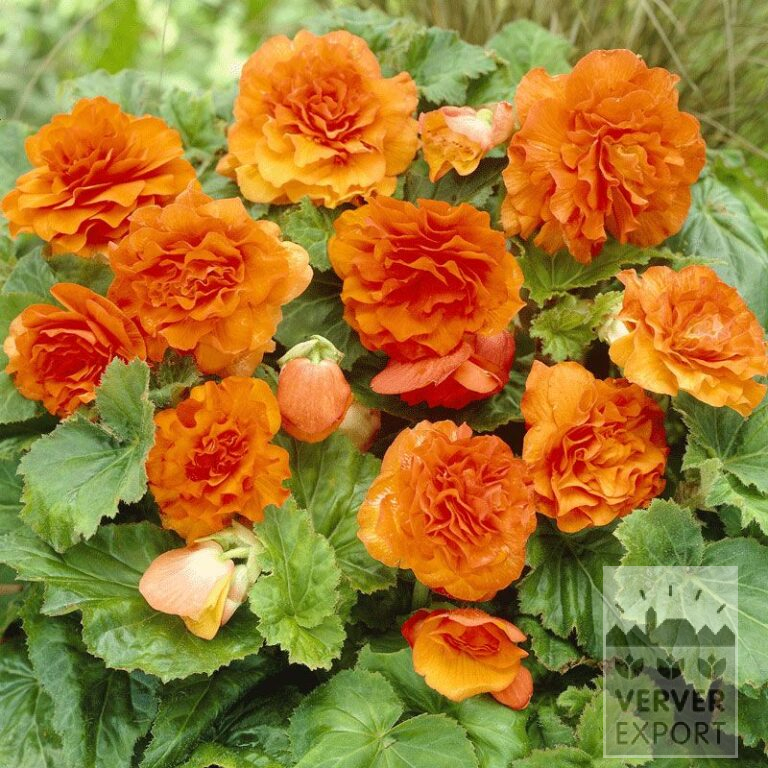 Bégonia Pré-Cultivés Non Stop Orange (29272)