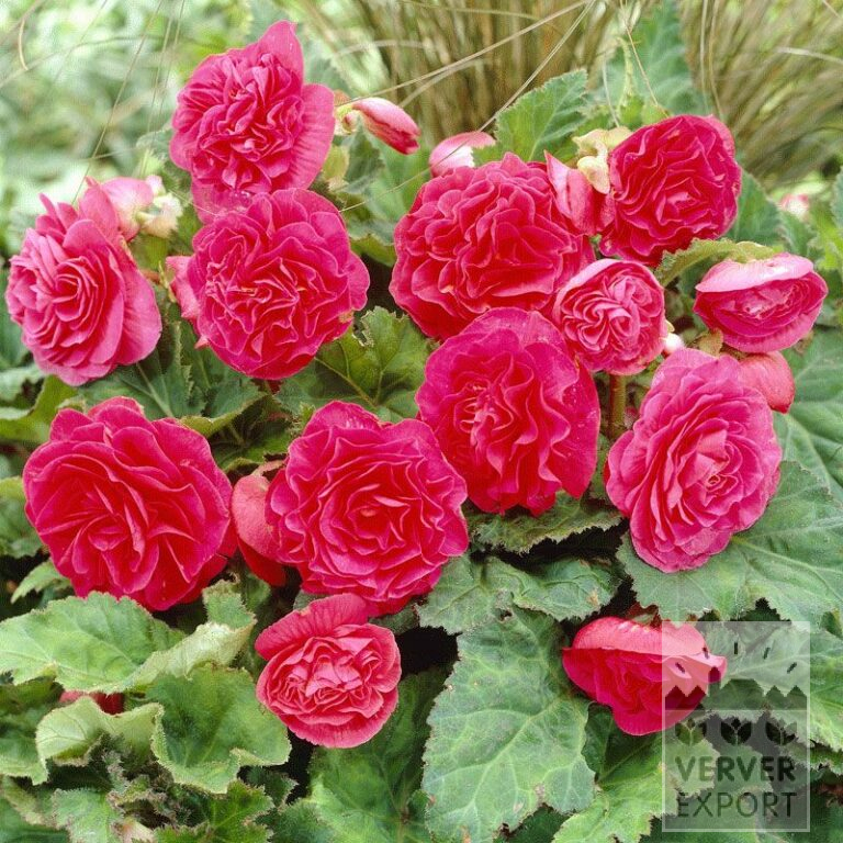 Bégonia Pré-Cultivés Non Stop Rose (29273)