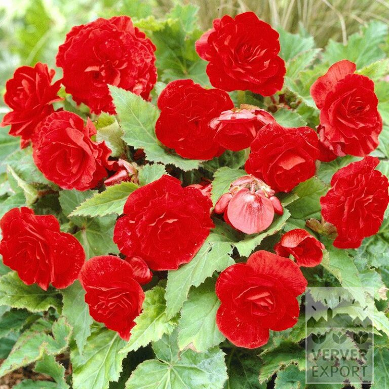 Bégonia Pré-Cultivés Non Stop Rouge (29274)