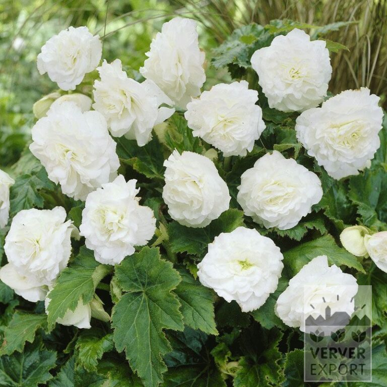 Bégonia Pré-Cultivés Non Stop Blanc (29275)