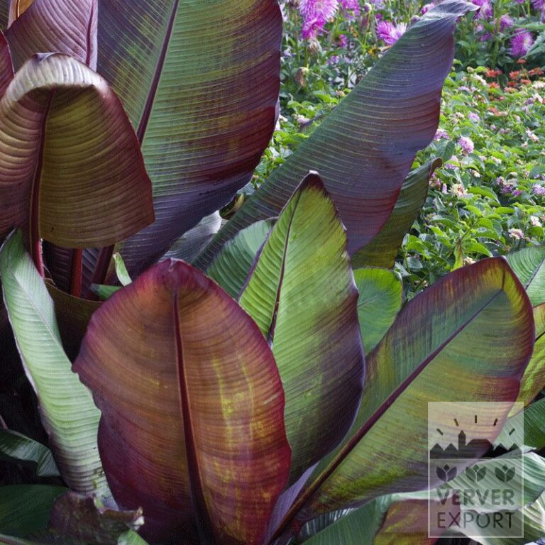 Ensete Pré- Cultivés Rouge (29283)