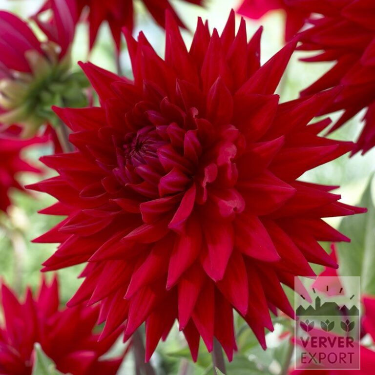 Dahlia Pré-Cultivés 'Witteman's Best' (29289)