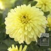 Dahlia Pré-Cultivés 'Serenade' (29290)