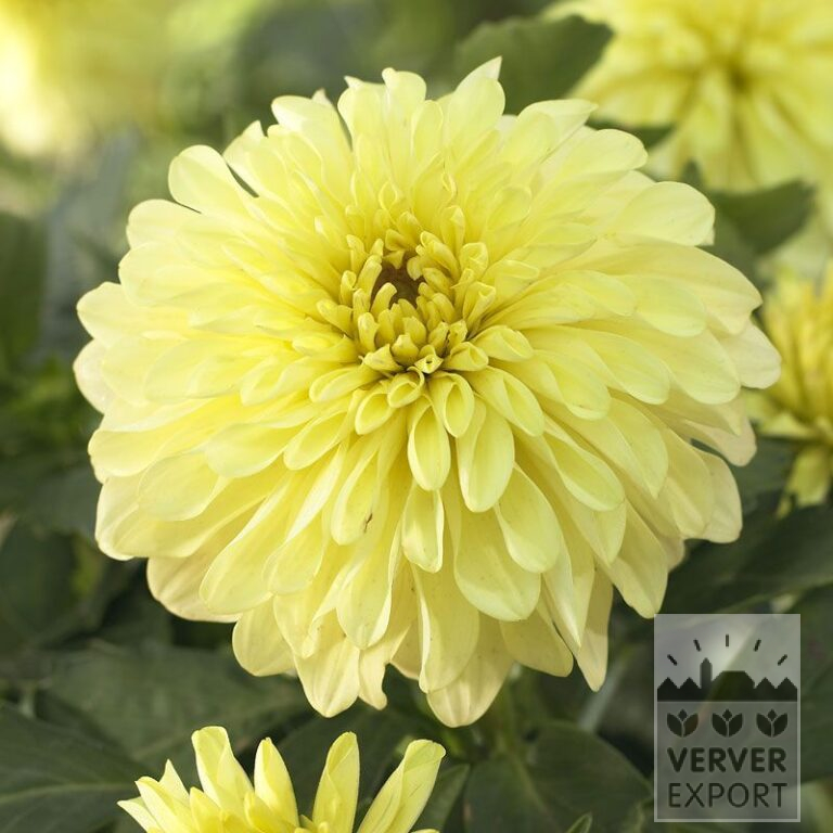 Dahlia Pré-Cultivés 'Serenade' (29290)
