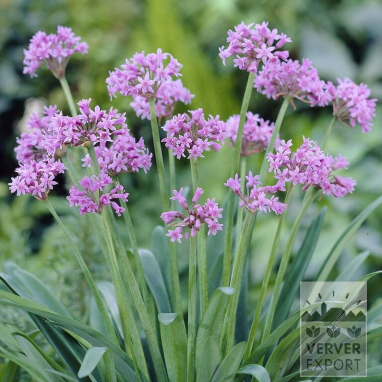 Tulbaghia Pré-Cultivés violacea (29291)