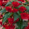 Bégonia Pré-Cultivés Pendula Rouge (29293)