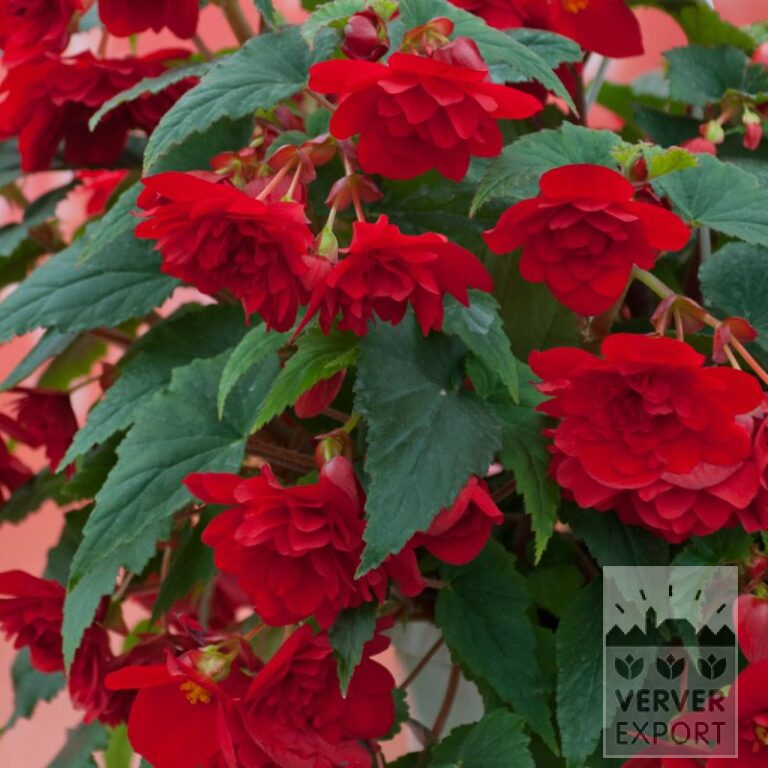 Bégonia Pré-Cultivés Pendula Rouge (29293)
