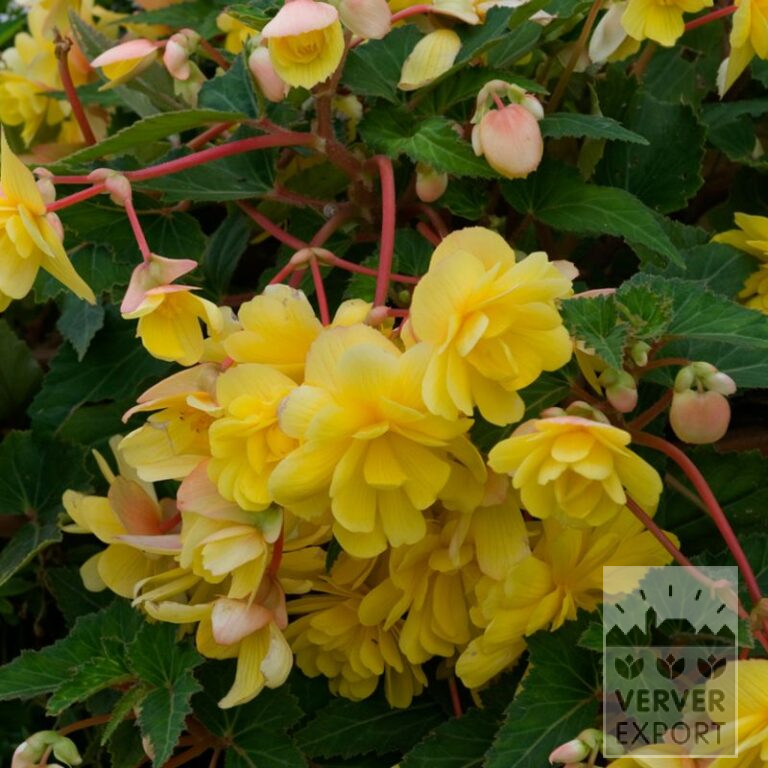 Bégonia Pré-Cultivés Pendula Jaune (29294)