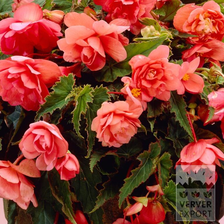 Bégonia Pré-Cultivés Pendula Rose (29295)