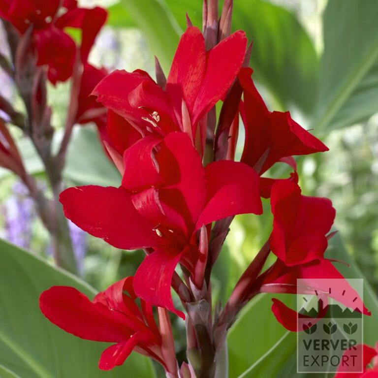 Canna Pré-Cultivés 'Kreta' (29297)