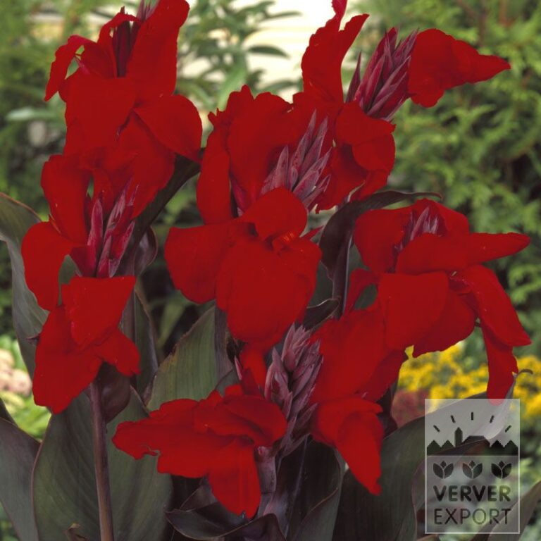 Canna Pré-Cultivés 'Australia' (29299)