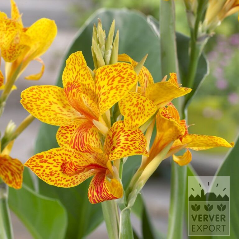 Canna Pré-Cultivés 'Tenerife' (29300)