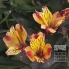 Alstroemeria Pré-Cultivés 'Indian Summer' (30001)