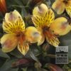 Alstroemeria Pré-Cultivés 'Summer Breeze' (30002)
