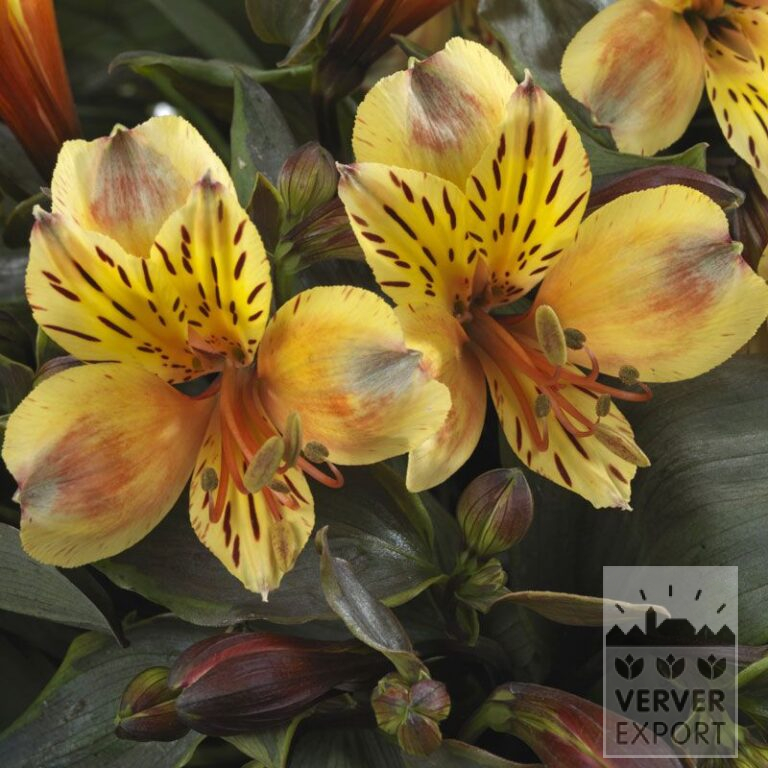 Alstroemeria Pré-Cultivés 'Summer Breeze' (30002)