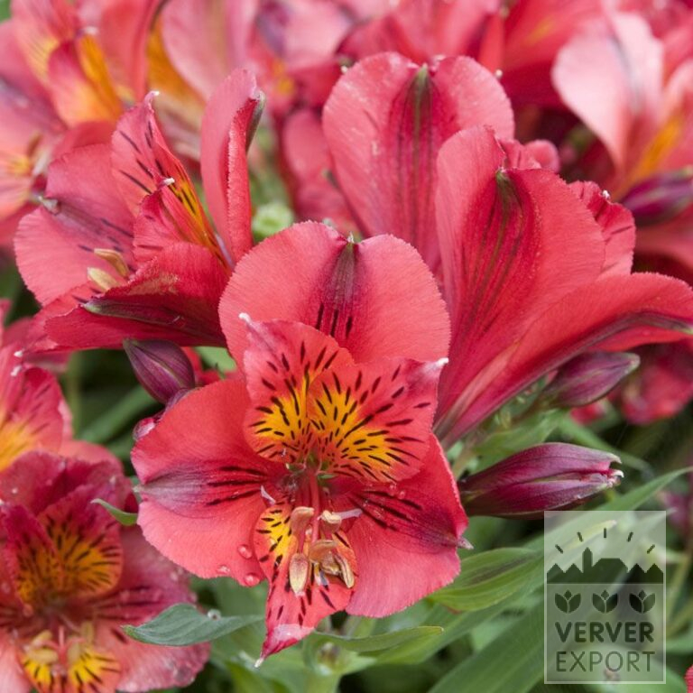 Alstroemeria Pré-Cultivés Rouge (30003)