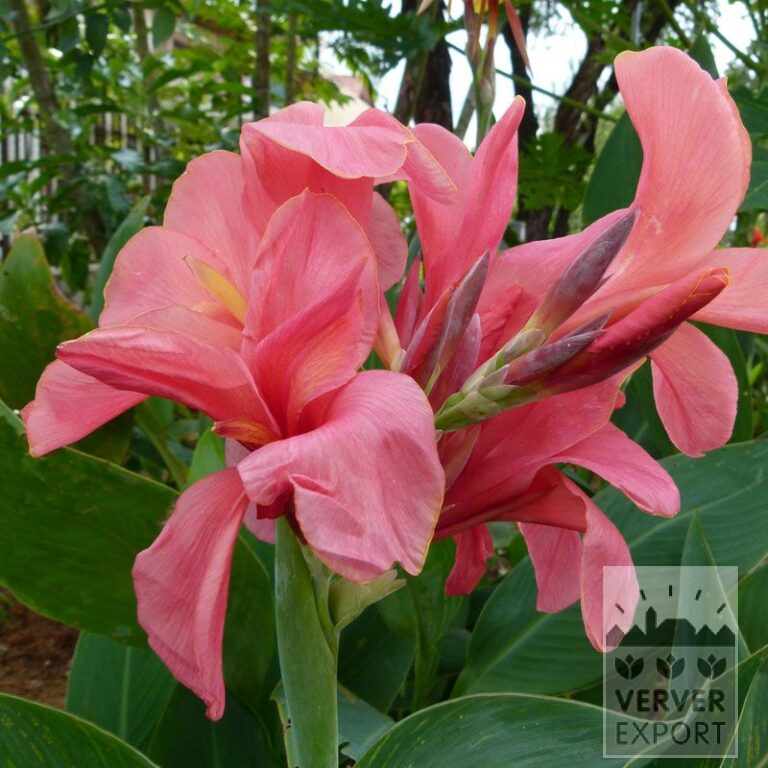 Canna Pré-Cultivés 'Cannova Pink' (30004)