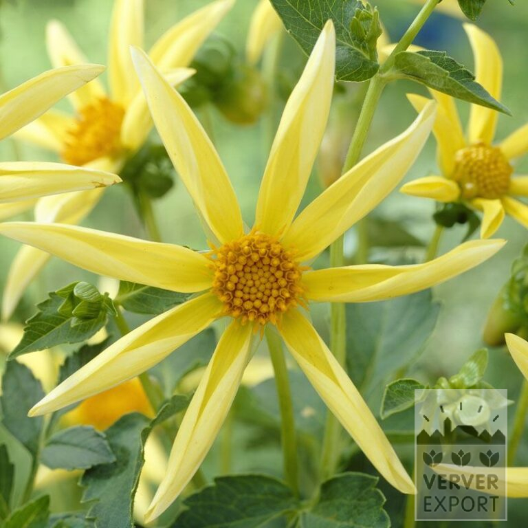 Dahlia Pré-Cultivés Honka Jaune (30005)